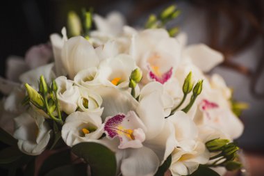 hasır sepet içinde newborn yavru kedi