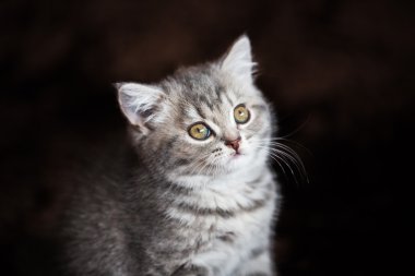 hasır sepet içinde newborn yavru kedi