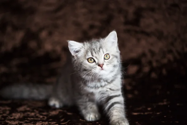 Gatitos recién nacidos en una cesta de mimbre — Foto de Stock