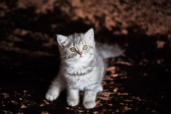 Gatitos recién nacidos en una cesta de mimbre — Foto de Stock