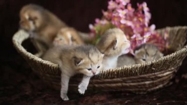 hasır sepet içinde newborn yavru kedi