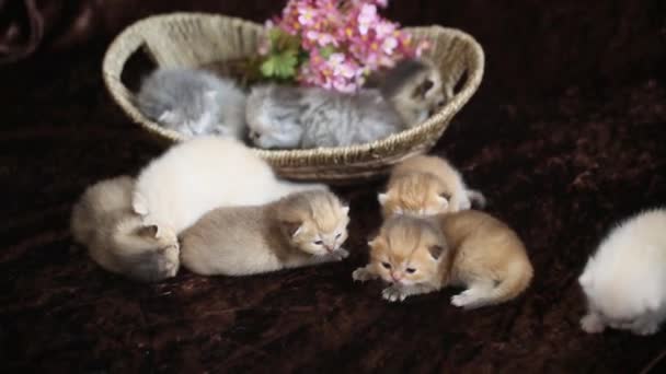 Newborn kittens in a wicker basket — Stock Video