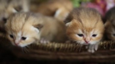 hasır sepet içinde yatan küçük kedi yavrusu