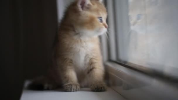 英国金钦奇利亚小猫 — 图库视频影像