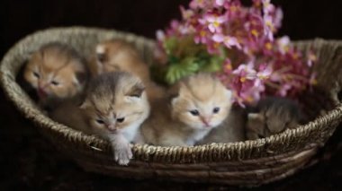 Sepet içinde İngiliz altın yavru kedi