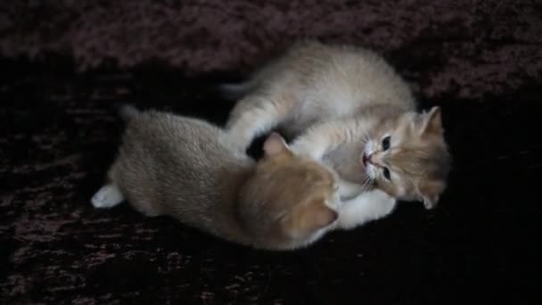 Britânico dourado chinchila gatinhos jogando — Vídeo de Stock