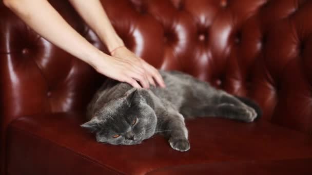 Massage for British cat — Stock Video