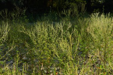 Çiçek açmış Ambrosia artemisiifolia bitkileri