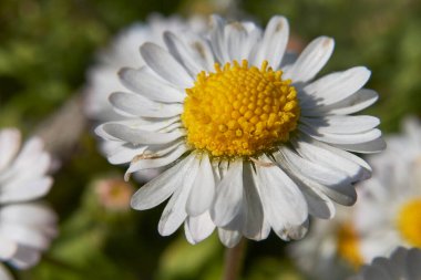Bellis perennis white flowers close up clipart