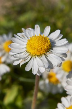 Bellis perennis white flowers close up clipart