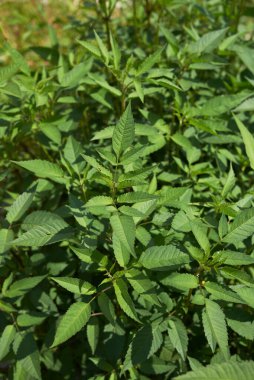 Nehir yatağında öndosa bitkisi var.