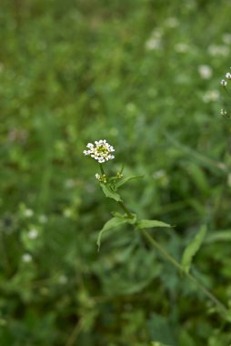 Calepina düzensiz beyaz cilt bakımı