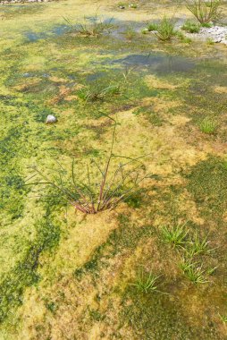 Echinochloa crus-galli fabrikası. Kapatın.