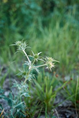 Eryngium campestre dikenli yaprakları kapatın.