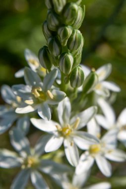 Ornithogalum narbonense beyaz infloresans