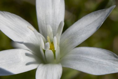 Ornithogalum umbellatum beyaz çiçekler kapanıyor.