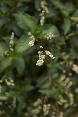 Persicaria lapathifolia bitkileri çiçek açtı.