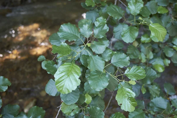 Alnus Glutinosa Árboles Junto Río — Foto de Stock