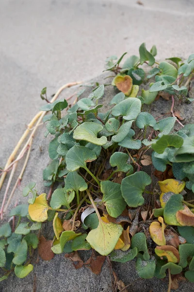 Calystegia Soldanella Plants Sand Dunes — Stock Photo, Image