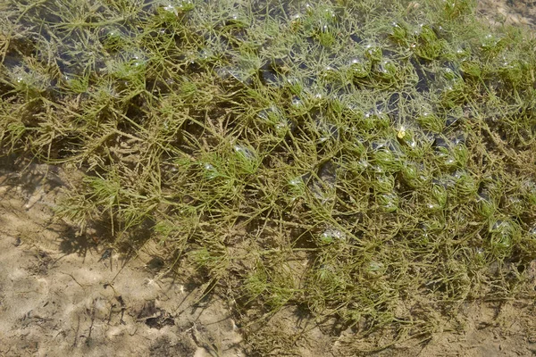 Ceratophyllum Demersum Aquatic Plant Stream — Stock Photo, Image