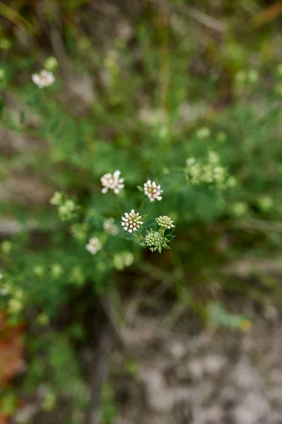 Dorycnium Pentaphyllum White Inflorescence — 스톡 사진