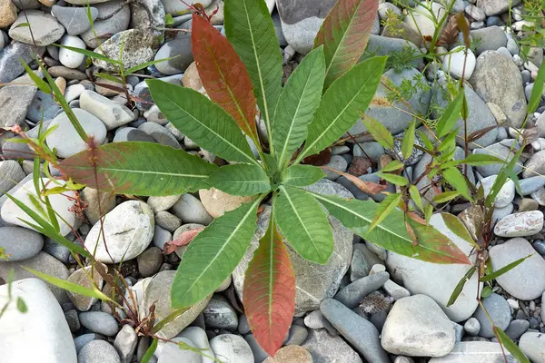 Oenothera Biennis Fresh Plants River Bed — Stock Photo, Image