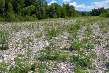 Çiçek açmış Ambrosia artemisiifolia bitkileri