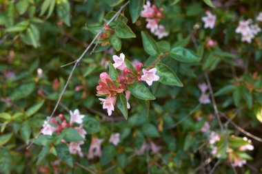 Pembe ve turuncu çiçekli Abelia x grandiflora