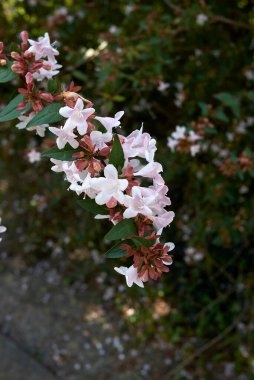 Abelia görkemli flora çiçek açtı.
