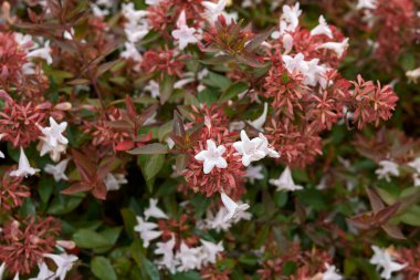 Abelia görkemli flora çiçek açtı.