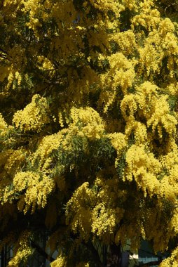 Akasya 'nın sarı çiçeği.