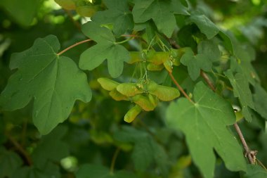 Acer kampının dokulu yaprakları.