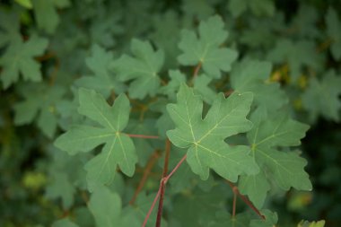 Acer kampının dokulu yaprakları.