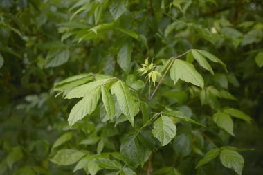 Acer negundo ağacının dalları