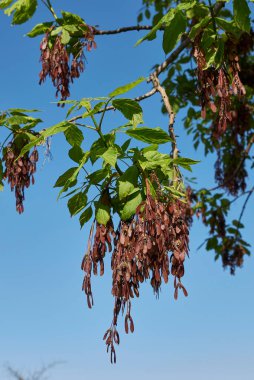 Acer negundo kahverengi taze meyve