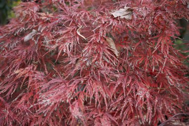 Sonbaharda Acer palmatum disektumunun renkli yaprakları