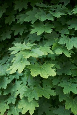 İlkbaharda Acer platanoides ağacının taze yaprakları