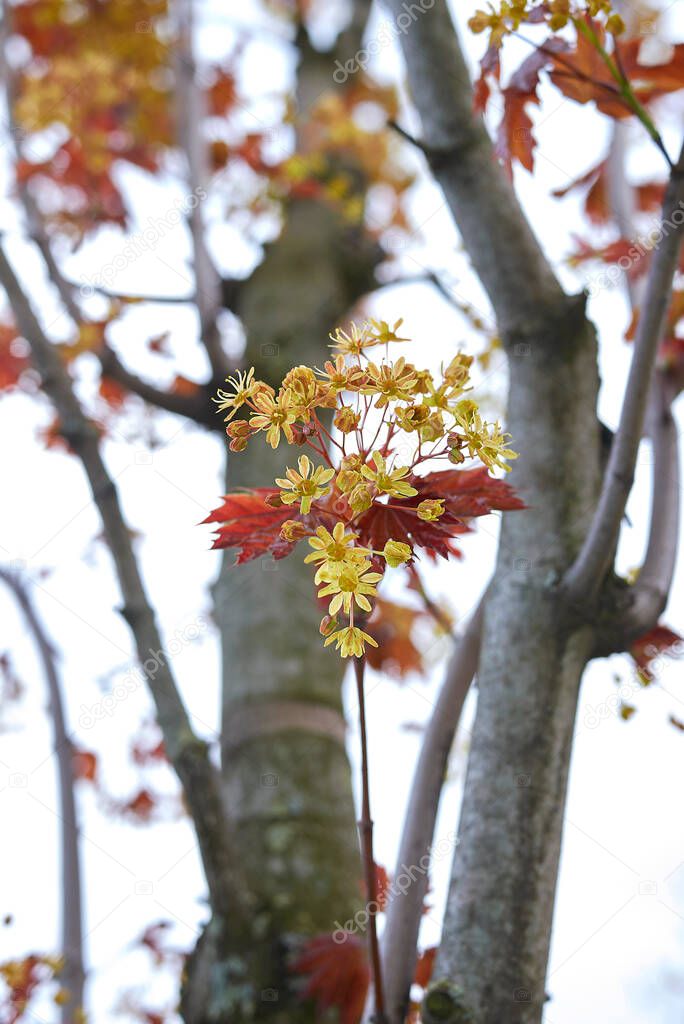 yellow inflorescence and red leaves of  crimson Acer platanoides tree