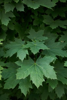 İlkbaharda Acer platanoides ağacının taze yaprakları
