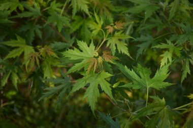 Acer sakarinum ağacının taze yaprakları