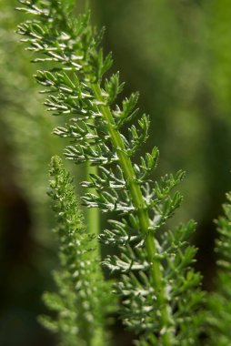 Achillea Millefolium fabrikasının yakınındaki yapraklar.