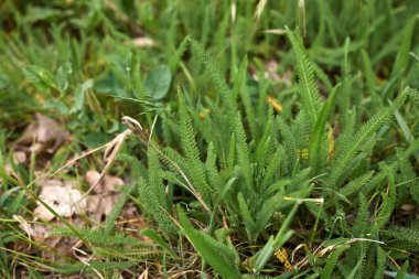 Achillea Millefolium taze yaprakları