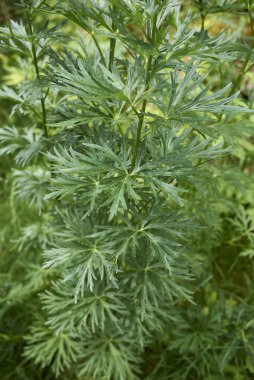Aconitum napellus, mavi çiçekleri ve yaprakları kapat.