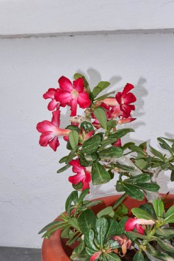 Adenyum obesum sulu çalı kırmızı çiçekler
