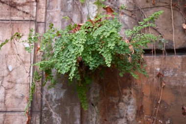 Duvarda Adiantum capillus-revereris