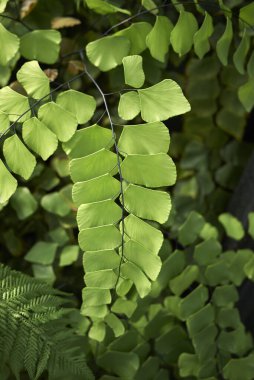 textured leaves of Adiantum trapeziforme fern clipart