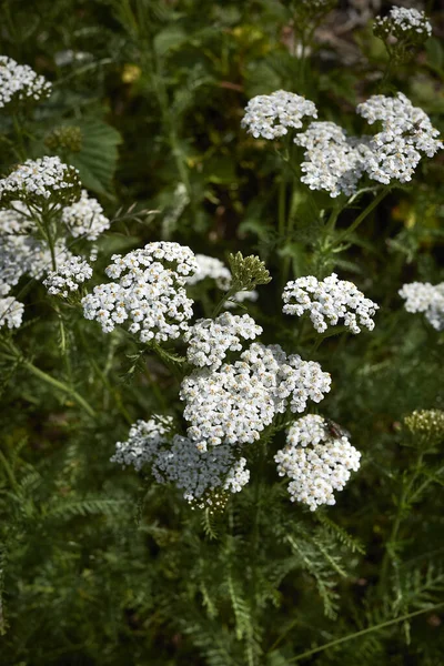 Achillea Millefolium Flores Brancas Fechar — Fotografia de Stock