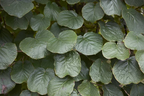 Actinidia Deliciosa Follaje Fresco — Foto de Stock