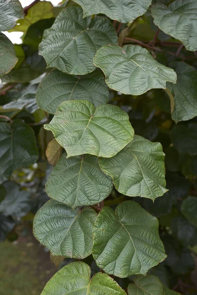 Actinidia Deliciosa Follaje Fresco — Foto de Stock