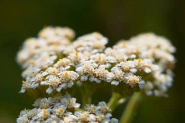 Achillea Millefolium bitkisi beyaz infloresans
